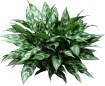 Aglaonema Emerald Beauty